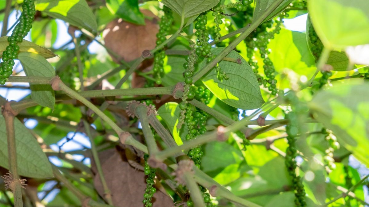 The Risky Supplement Additive You Probably Think Is Healthy